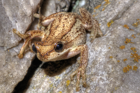 frog,nungu ,West Point State Reserve,Tasmania.