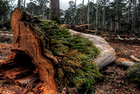 forest reserves logging threat